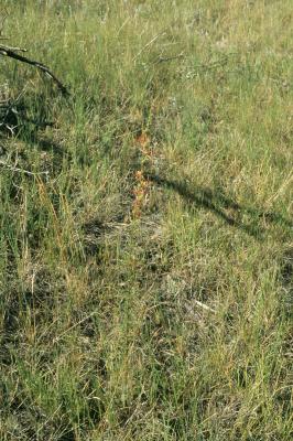 Ipomopsis aggregata (Scarlet Gilia), habitat