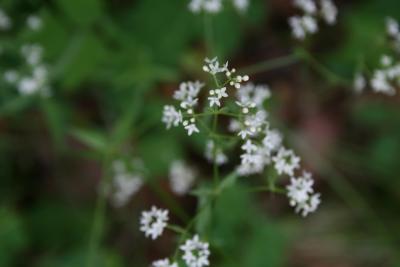 Galium boreale (Northern Bedstraw), flower, full
