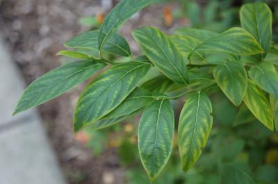 Itea virginica 'Morton' (SCARLET BEAUTY™ Sweetspire), leaf, summer