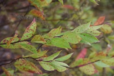 Itea virginica 'Merlot' (Merlot Sweetspire), leaf, fall