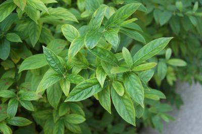 Itea virginica 'Morton' (SCARLET BEAUTY™ Sweetspire), leaf, summer