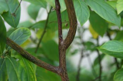 Itea virginica 'Morton' (SCARLET BEAUTY™ Sweetspire), bark, branch