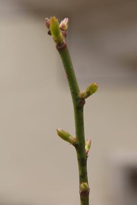 Itea virginica 'Morton' (SCARLET BEAUTY™ Sweetspire), bud, lateral