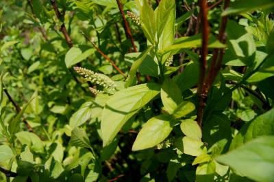 Itea virginica 'Morton' (SCARLET BEAUTY™ Sweetspire), leaf, spring