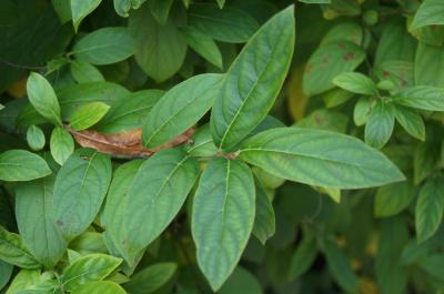 Itea virginica 'Morton' (SCARLET BEAUTY™ Sweetspire), leaves, upper surface