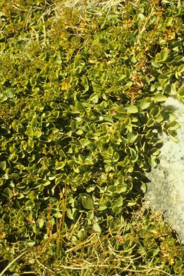 Gaultheria humifusa (Alpine Wintergreen), habit, fall
