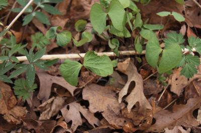 Jeffersonia diphylla (Twinleaf), habit, spring