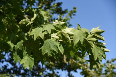 Kalopanax septemlobus (Castor-aralia), leaf, summer