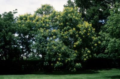 Koelreuteria paniculata (Golden Rain Tree), habit, summer