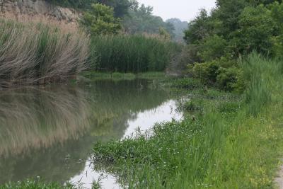 Justicia americana (Water-willow), habitat