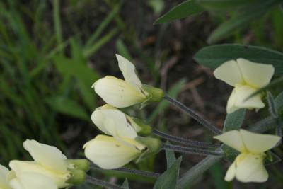 Baptisia bracteata var. leucophaea (Cream Wild Indigo), flower, side