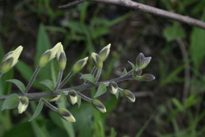 Baptisia bracteata var. leucophaea (Cream Wild Indigo), bud, flower