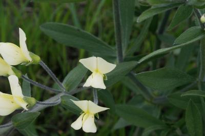 Baptisia bracteata var. leucophaea (Cream Wild Indigo), flower, throat