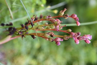 Bergenia pacifica (Ussuri Bergenia), flower, past, fruit, immature