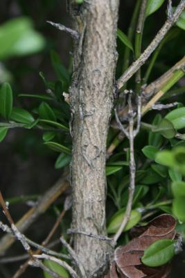 Buxus sinica var. insularis 'Wintergreen' (Wintergreen Korean Boxwood), bark, branch