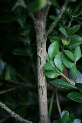 Buxus sempervirens 'Vardar Valley' (Vardar Valley Common Boxwood), bark, branch