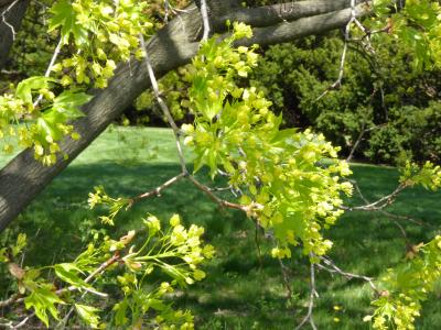 Acer (platanoides x truncatum) (Norway-Shantung Hybrid Maple), inflorescence