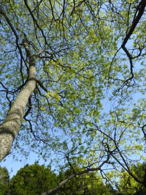 Acer (platanoides x truncatum) (Norway-Shantung Hybrid Maple), habit, spring