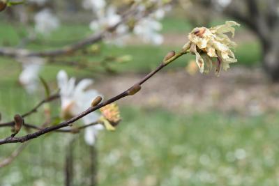 Magnolia 'Iufer' (Iufer Magnolia), flower, past, bud, lateral, bark, twig
