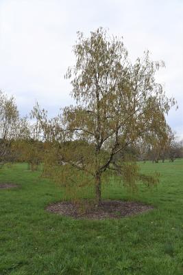 Betula davurica (Dahurian Birch), habit, spring