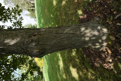 Carya (Hickory), bark mature