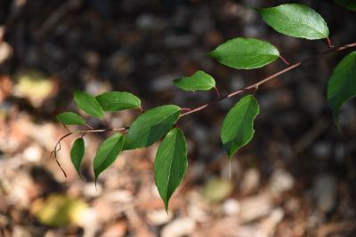 Actinidia arguta (Hardy Kiwi), leaves, upper surface