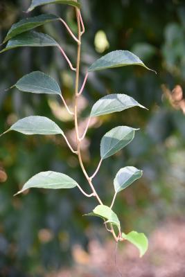 Actinidia arguta (Hardy Kiwi), habit, fall