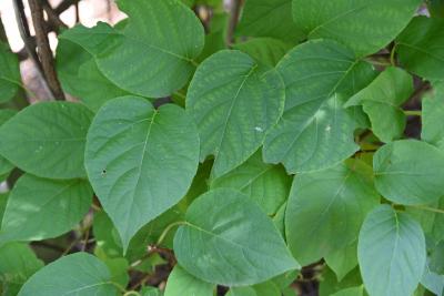 Actinidia polygama (Hardy Kiwi), leaves, upper surface