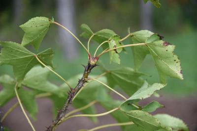 Kalopanax septemlobus (Castor-aralia), bark, twig, thorns