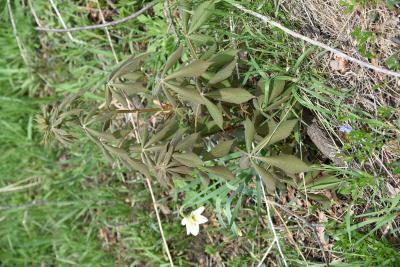 Aesculus glabra (Ohio Buckeye), habit, young, leaf, new