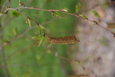 Betula schmidtii (Schmidt's Birch), inflorescence, leaf, spring