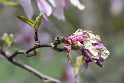 Magnolia ×loebneri 'Leonard Messel' (Leonard Messel Loebner's Magnolia), flower, past