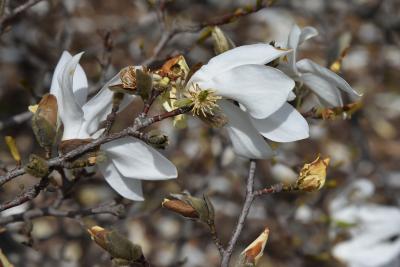 Magnolia salicifolia (Anise Magnolia), flower, past