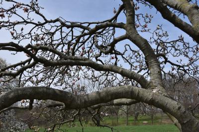 Magnolia ×loebneri 'Merrill' (Merrill Loebner's Magnolia), bark, branch
