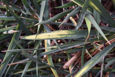 Yucca smalliana (Adam's Needle), leaves, upper surface