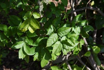 Wisteria sinensis (Chinese Wisteria), leaf, fall