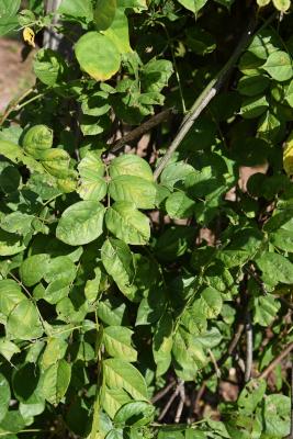 Wisteria frutescens (American Wisteria), leaf, mature, fall