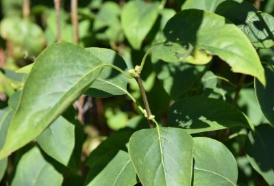 Syringa vulgaris (Common Lilac), bud, terminal