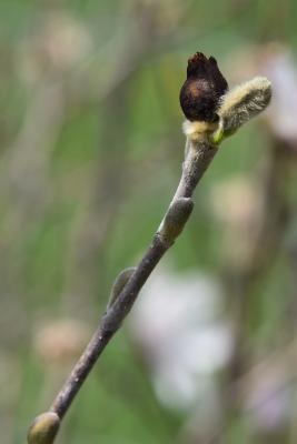 Magnolia stellata (Star Magnolia), bud, lateral