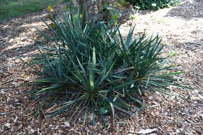 Yucca smalliana (Adam's Needle), habit, fall
