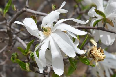 Magnolia stellata (Star Magnolia), flower, side