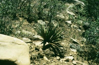 Yucca baccata (banana yucca), habit, summer, habitat