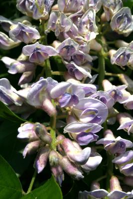 Wisteria frutescens (American Wisteria), flower, full