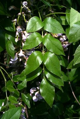 Wisteria frutescens (American Wisteria), leaf, spring, leaf, upper surface