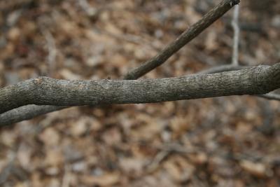 Zanthoxylum americanum (Prickly-ash), bark, branch