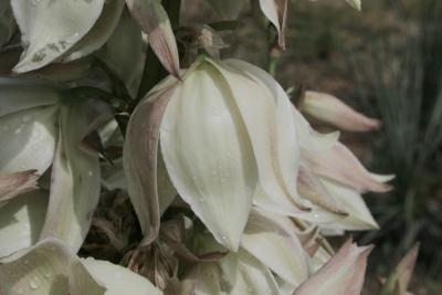 Yucca angustissima var. angustissima (Narrow-leaved yucca), flower, side
