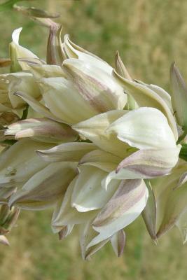 Yucca angustissima var. angustissima (Narrow-leaved yucca), flower, side