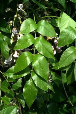 Wisteria frutescens (American Wisteria), leaf, spring, leaf, upper surface
