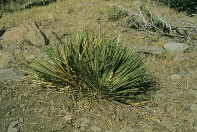 Yucca glauca (Soapweed), habit, summer
