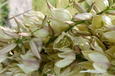 Yucca angustissima var. angustissima (Narrow-leaved yucca), flower, full